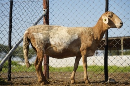1X MEATMASTER Ewe JBZ Enterprises