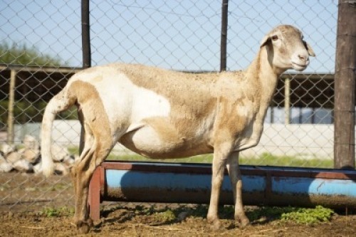 1X MEATMASTER Ewe JBZ Enterprises