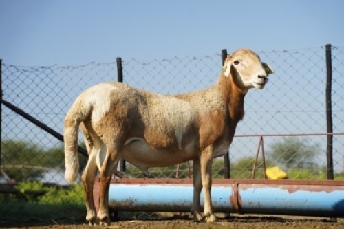 WITHDRAWN - 1X MEATMASTER Botswana Meatmaster Breeders Society