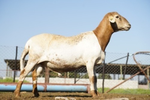 WITHDRAWN - 1X MEATMASTER Botswana Meatmaster Breeders Society
