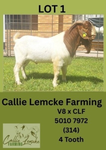 1X BOER GOAT BUCK Callie Lemcke