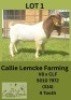 1X BOER GOAT BUCK Callie Lemcke