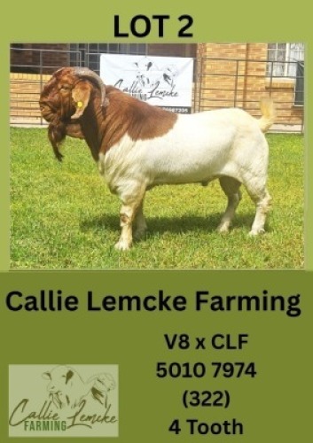 1X BOER GOAT BUCK Callie Lemcke