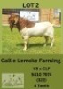 1X BOER GOAT BUCK Callie Lemcke