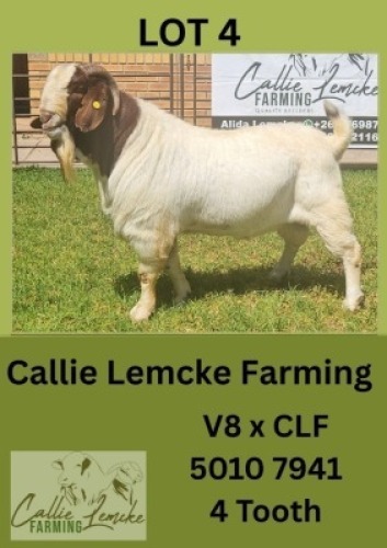 1X BOER GOAT BUCK Callie Lemcke
