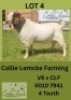 1X BOER GOAT BUCK Callie Lemcke