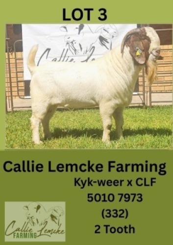1X BOER GOAT BUCK Callie Lemcke