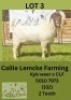 1X BOER GOAT BUCK Callie Lemcke