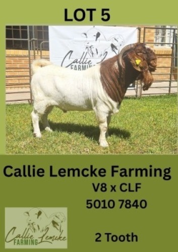 1X BOER GOAT BUCK Callie Lemcke