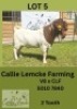 1X BOER GOAT BUCK Callie Lemcke
