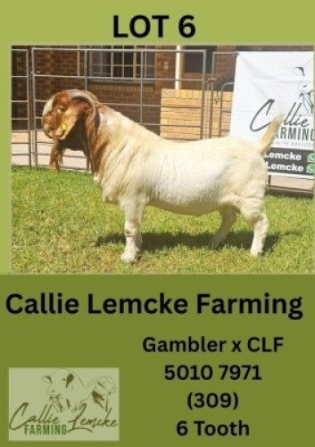 1X BOER GOAT BUCK Callie Lemcke