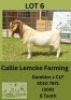 1X BOER GOAT BUCK Callie Lemcke