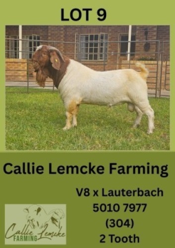 1X BOER GOAT BUCK Callie Lemcke