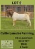 1X BOER GOAT BUCK Callie Lemcke