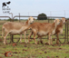 LOT 30 3X MEATMASTER OOI/EWE DIDYMUS MEATMASTERS - 2