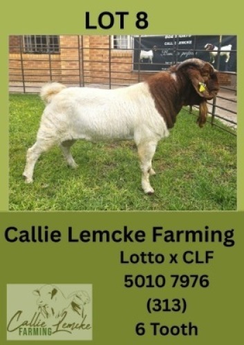 1X BOER GOAT BUCK Callie Lemcke