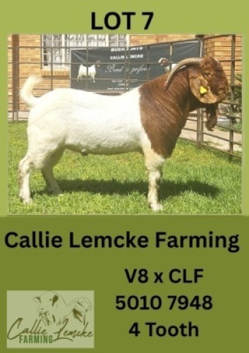 1X BOER GOAT BUCK Callie Lemcke