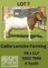 1X BOER GOAT BUCK Callie Lemcke