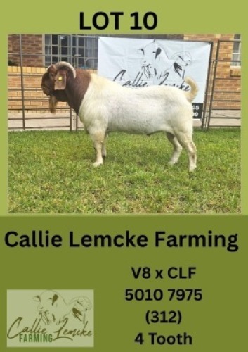 1X BOER GOAT BUCK Callie Lemcke