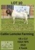 1X BOER GOAT BUCK Callie Lemcke