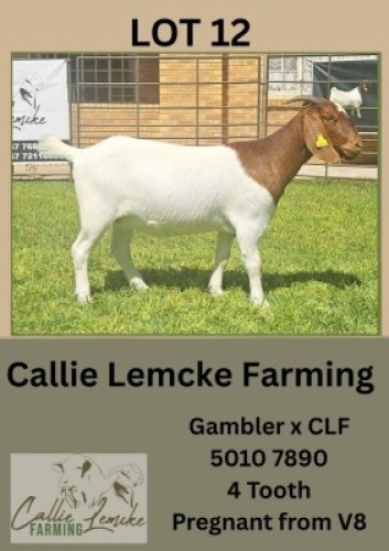 1X BOER GOAT DOE Callie Lemcke