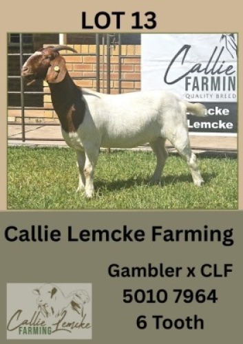 1X BOER GOAT DOE Callie Lemcke