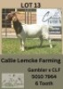 1X BOER GOAT DOE Callie Lemcke