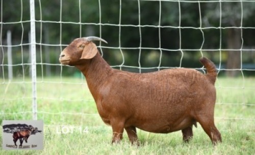 1X KALAHARI RED DOE Sandveld Kalahari Reds