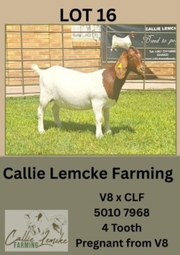 1X BOER GOAT DOE Callie Lemcke