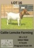 1X BOER GOAT DOE Callie Lemcke