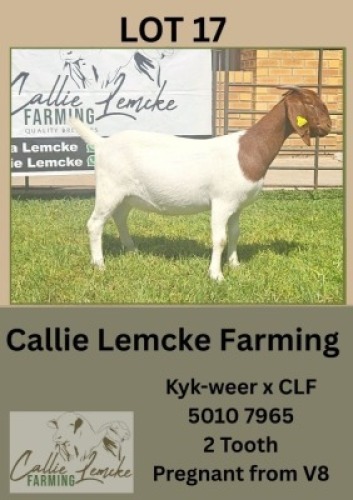 1X BOER GOAT DOE Callie Lemcke