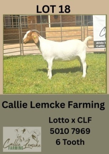 1X BOER GOAT DOE Callie Lemcke