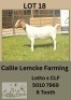 1X BOER GOAT DOE Callie Lemcke