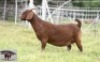 1X KALAHARI RED DOE Sandveld Kalahari Reds