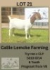 1X BOER GOAT DOE Callie Lemcke