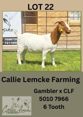 1X BOER GOAT DOE Callie Lemcke