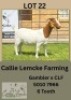 1X BOER GOAT DOE Callie Lemcke
