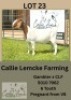 1X BOER GOAT DOE Callie Lemcke
