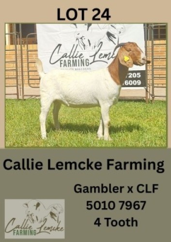 1X BOER GOAT DOE Callie Lemcke