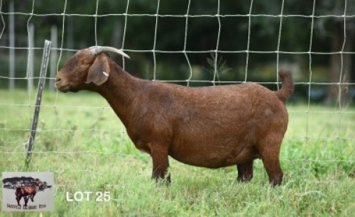 1X KALAHARI RED DOE Sandveld Kalahari Reds