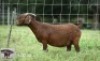 1X KALAHARI RED DOE Sandveld Kalahari Reds