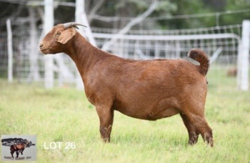 1X KALAHARI RED DOE Sandveld Kalahari Reds