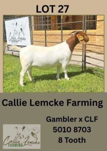 1X BOER GOAT DOE Callie Lemcke