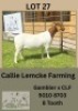 1X BOER GOAT DOE Callie Lemcke