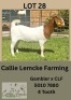 1X BOER GOAT DOE Callie Lemcke