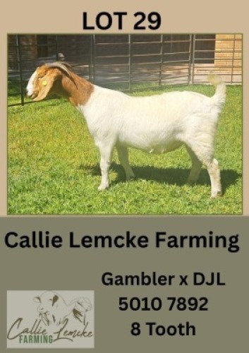 1X BOER GOAT DOE Callie Lemcke