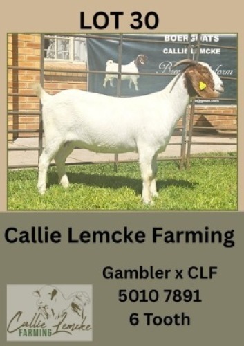 1X BOER GOAT DOE Callie Lemcke