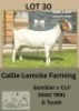 1X BOER GOAT DOE Callie Lemcke