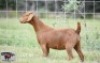 1X KALAHARI RED DOE Sandveld Kalahari Reds