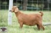 1X KALAHARI RED DOE Sandveld Kalahari Reds